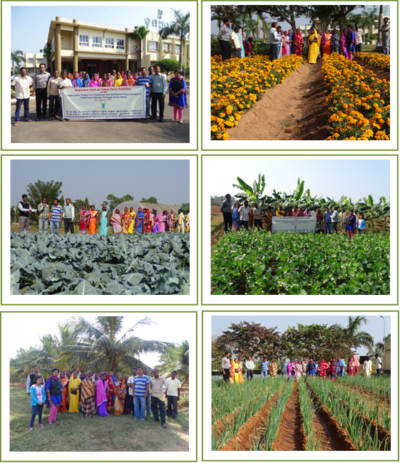 Image of Exposure Visit of Tribal Farm